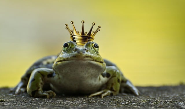 frog with crown