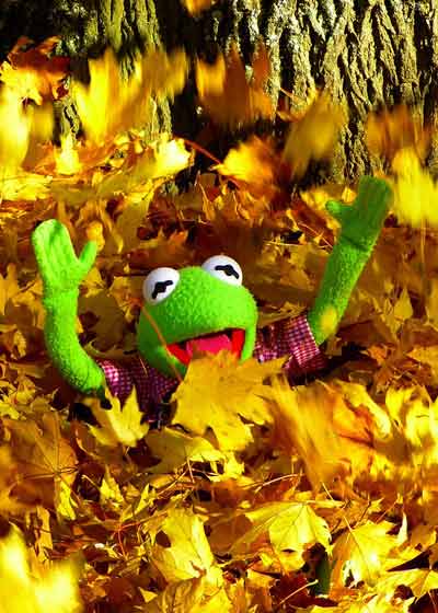 kermit the frog playing outside autumn
