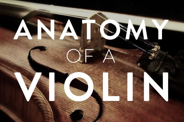 anatomy of a violin