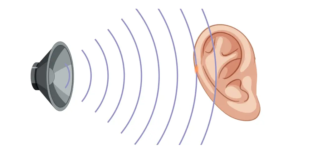 sound waves enter in our ear - img new