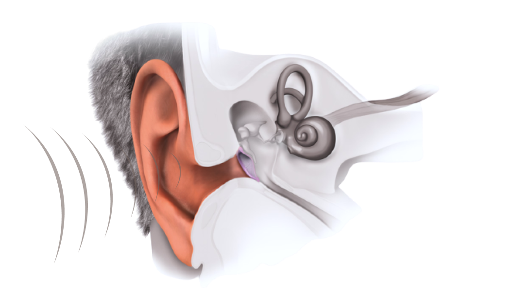 how sound waves enter ear