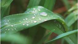 4k resolution image of water droplets on leaf