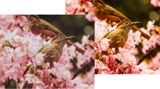 contrast ratio image of bird