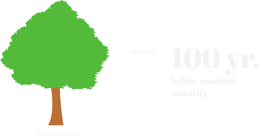 100 year old tree