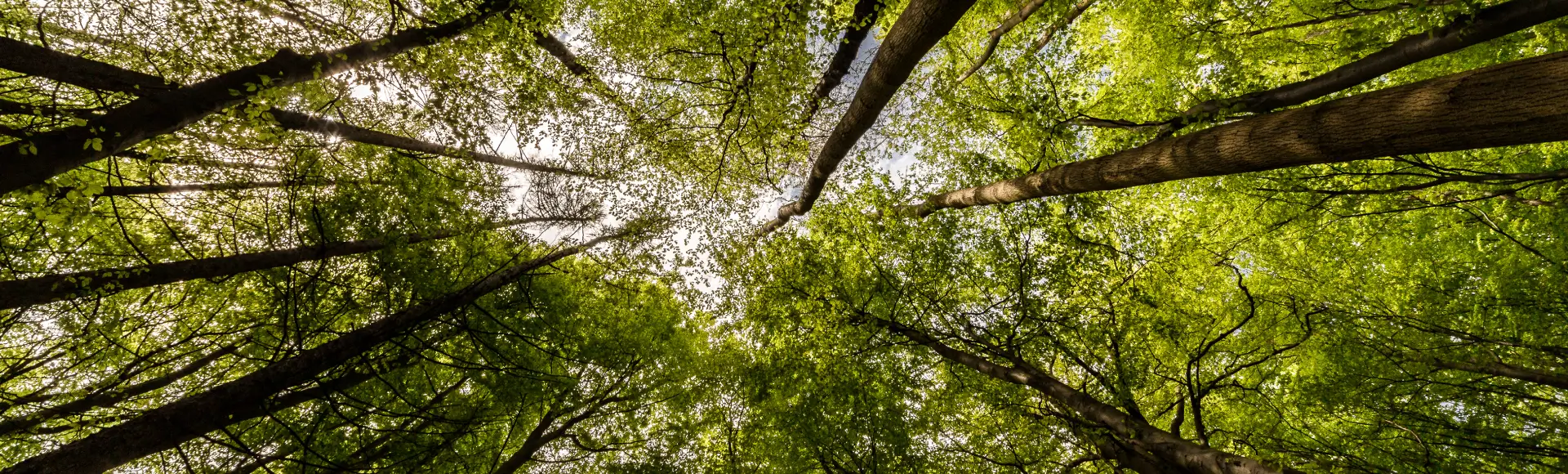 What Are Hardwoods Used For-h2 - img new