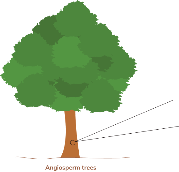 angio trees