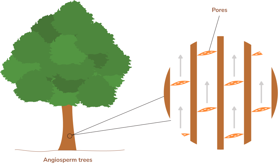 angiosperm diagram