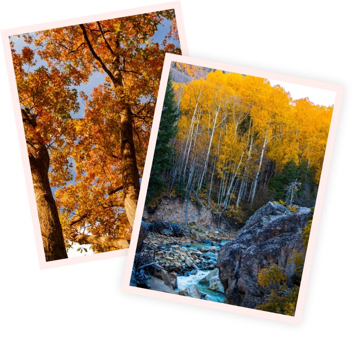 photos of fall trees
