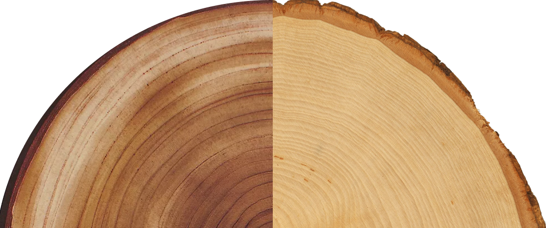 grain of cut log