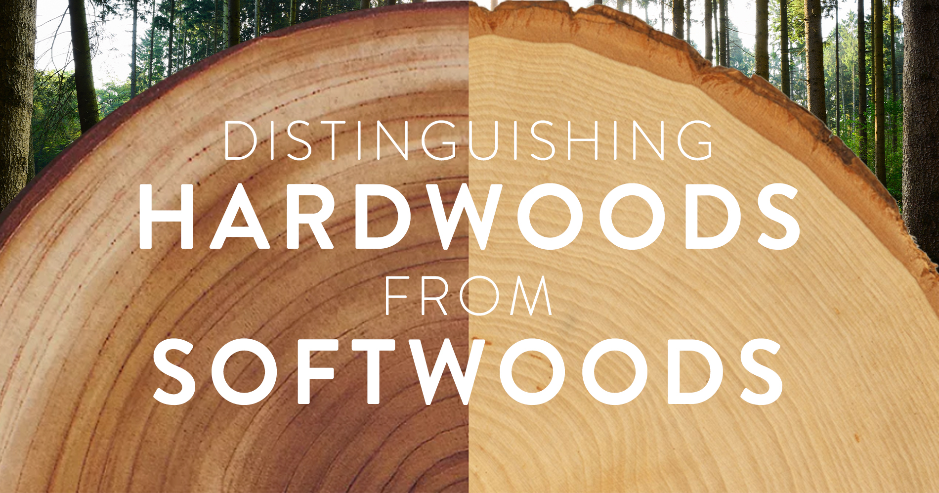 Are Hardwood Trees Fast Growing? A Comparison of Hardwood And Softwood Trees 