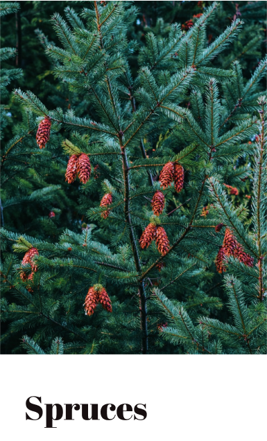 spruce trees