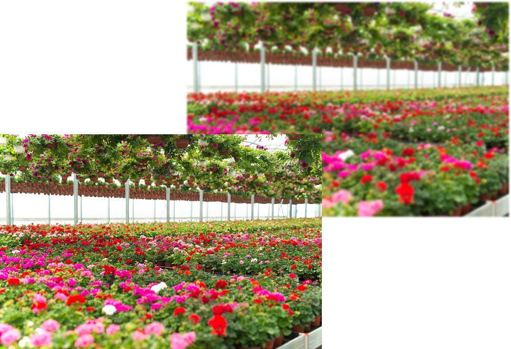 contrast ratio Image