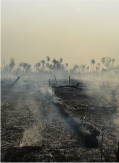 Amazon rainforest fire in Brazil