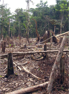 Deforestation in Colombia
