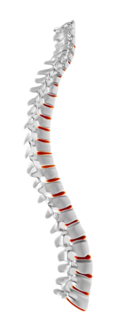 Lumbar Support