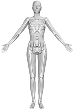 bones