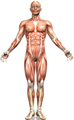 muscles-body