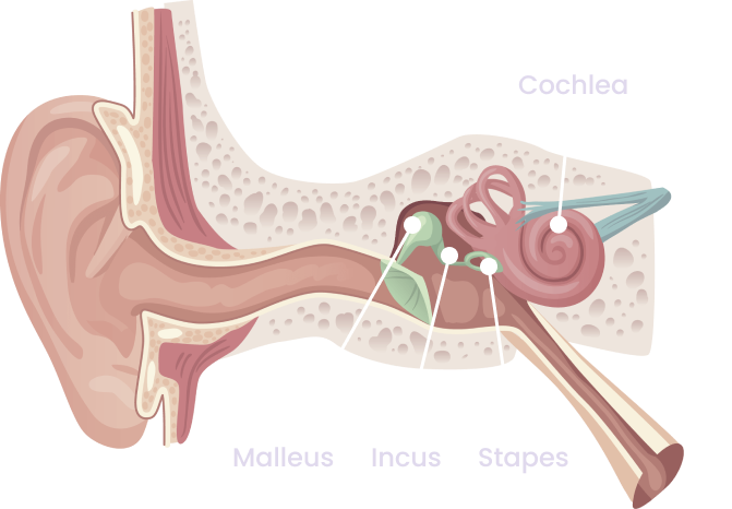 vibration facilitates
