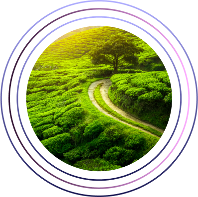 Understanding the environment 1