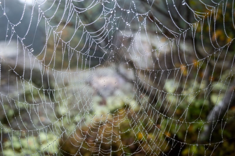 charlottes-web